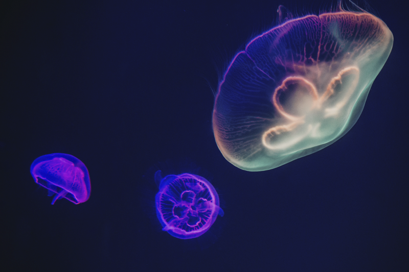 Värikäs meduusa-teema pöytätabletti nimellä - Tenstickers