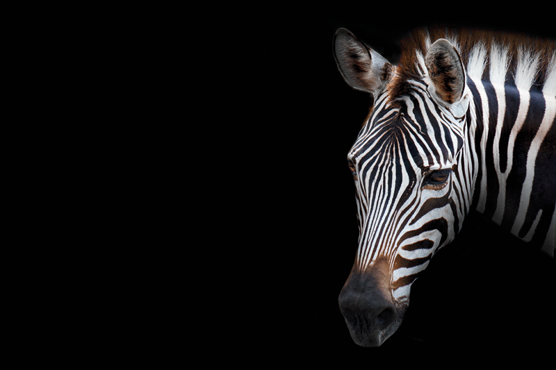 Zebra-pää lähikuvassa alkuperäinen pöytätabletti - Tenstickers