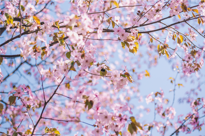 Kukkiva kirsikankukka pöytätabletti - Tenstickers