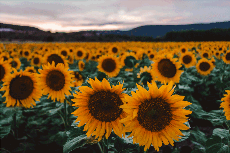 Alkuperäinen pöytätabletti auringonkentän näkymä - Tenstickers