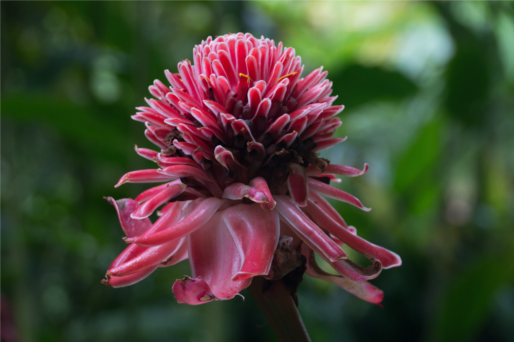 Alkuperäinen pöytätabletti trooppinen kukka-asetelma - Tenstickers