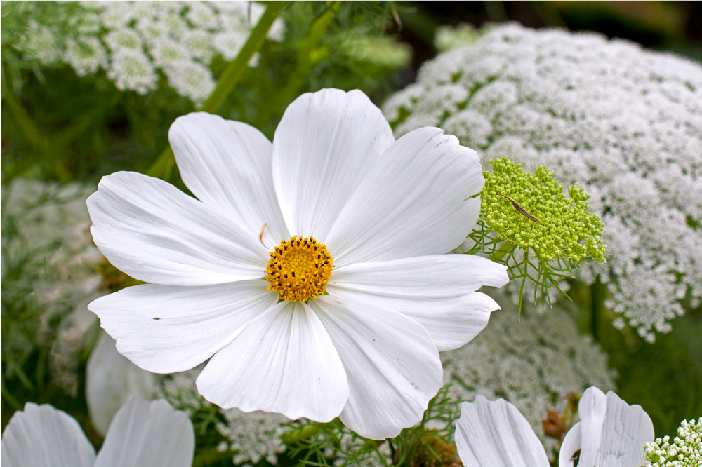 Iso valkoinen kukka suunnittelu tyylikäs pöytätabletti - Tenstickers