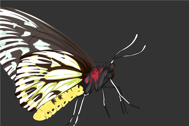 Realistinen yksityiskohtainen keltainen perhonen pyöreä pöytätabl - Tenstickers