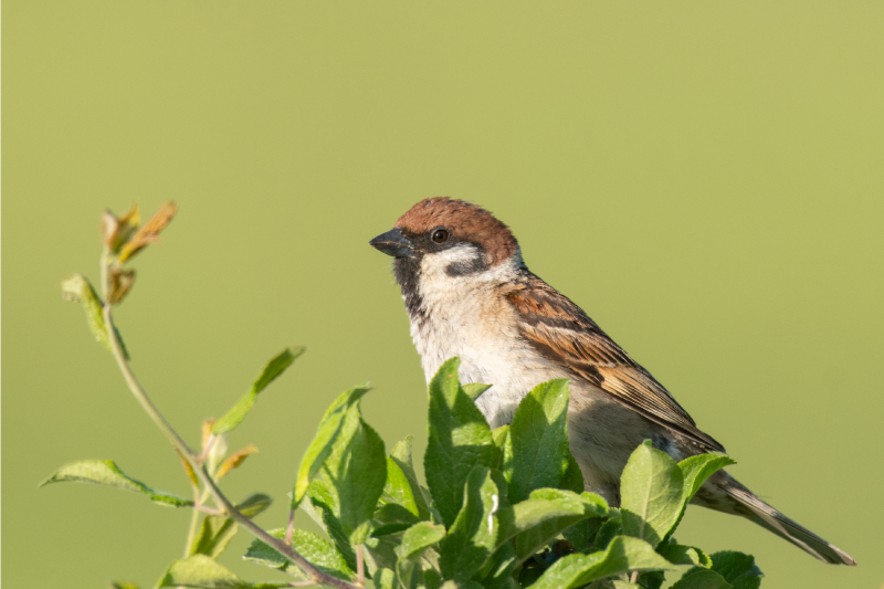 Varpunen puussa Suorakulmainen pöytätabletti - Tenstickers