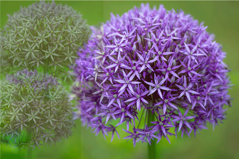 Värikkäät purppurakukat pöytätabletti - Tenstickers