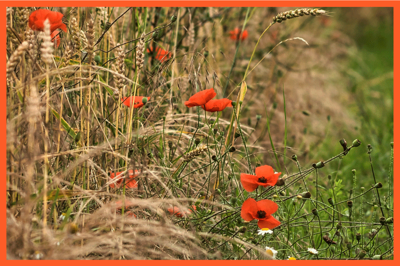 Hauska ruokajärjestely lasten pöytätabletti - Tenstickers