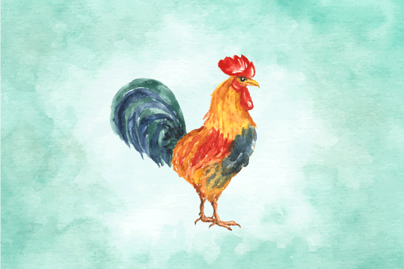 Realistinen värillinen piirustus kukosta pöytätabletti moderni - Tenstickers