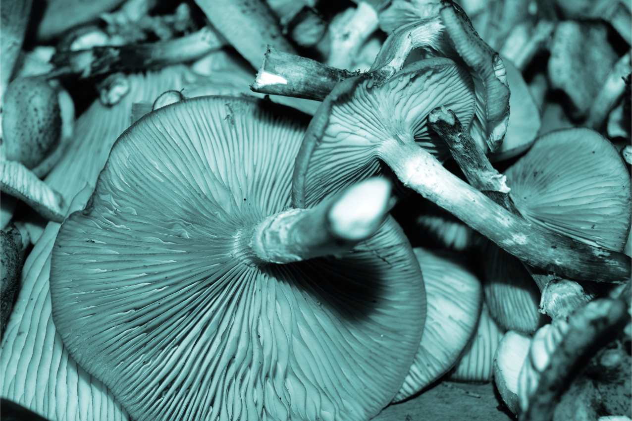 Sienen lähikuva pöytätabletti - Tenstickers