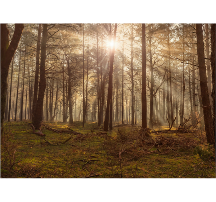 Kultainen luonto olohuone metsäv alokuvatapetti - Tenstickers