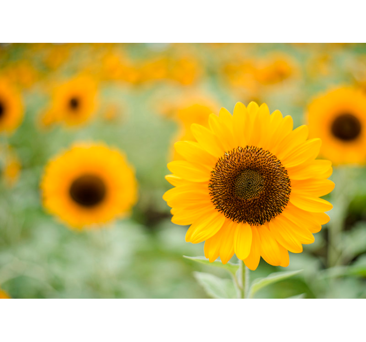 Suuria auringonkukkia valokuvatapetti - Tenstickers