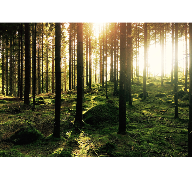 Piilo metsäseinämaalauksessa - Tenstickers