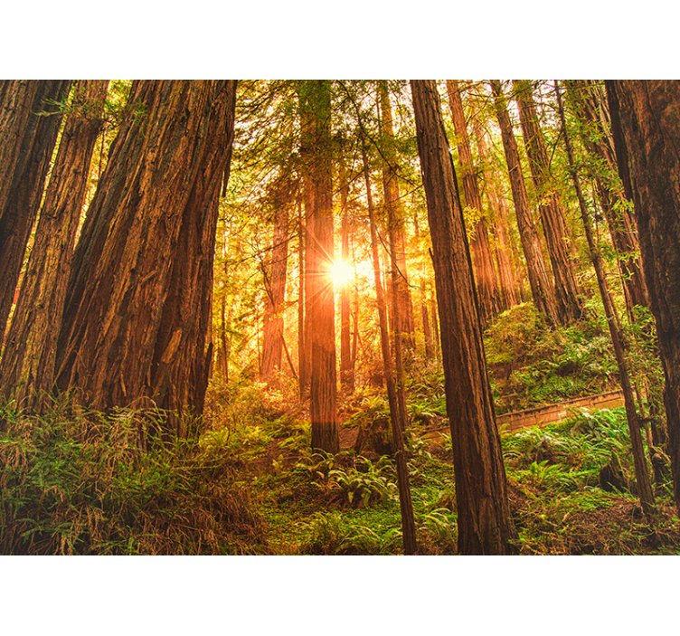 Mystinen aamu metsän valokuvatapetti - Tenstickers