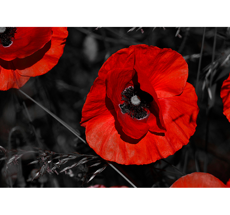 Kukka unikko kukka valokuvatapetti - Tenstickers