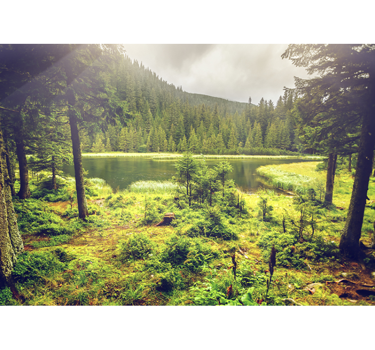 Vihreät puut metsän valokuvatapetti - Tenstickers