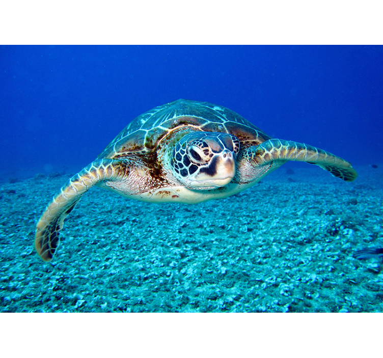 Hawksbill merikilpikonna eläin valokuvatapetti - Tenstickers