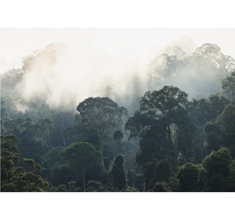 Sumuinen metsänäkymäluonto valokuvatapetti - Tenstickers