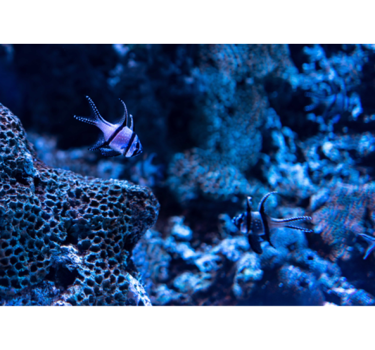 Koralliriuttakalat eläin valokuvatapetti - Tenstickers