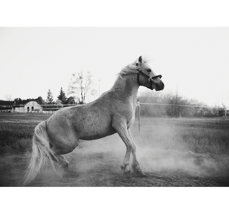 Valkoinen hevonen pölyssä Muut eläimet valokuvatapetti - Tenstickers