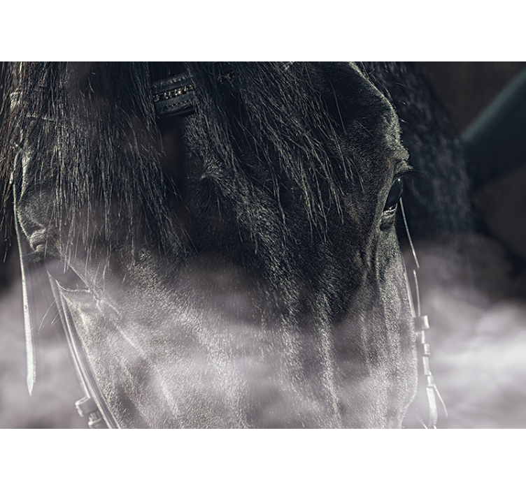 Majesteettinen hevonen lähikuvassa eläin valokuvatapetti - Tenstickers