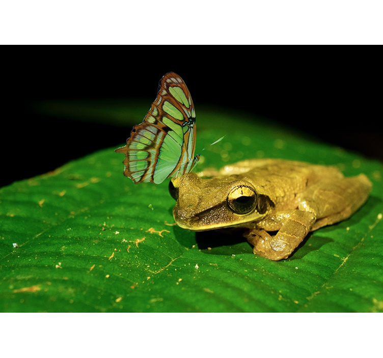 Sammakko ja perhonen eläin valokuvatapetti - Tenstickers