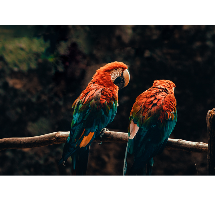 Värikkäitä papukaijoja yhdessä eläin valokuvatapetti - Tenstickers