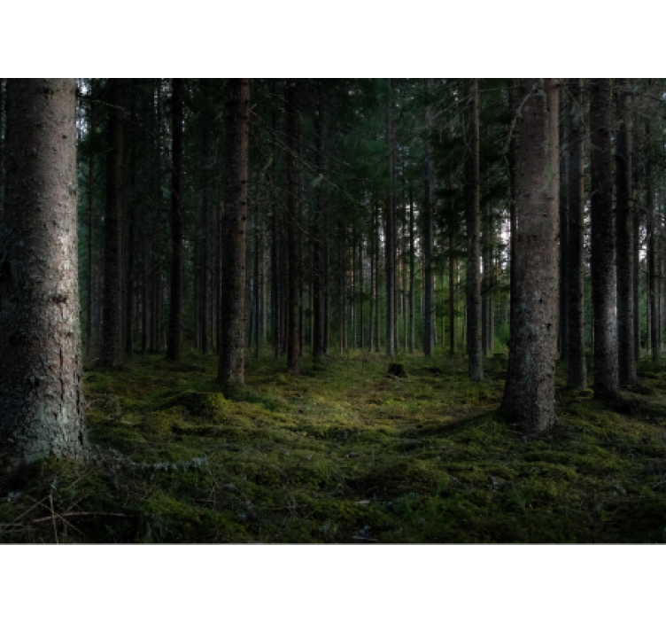 Rehevä metsämaisema metsä valokuvatapetti - Tenstickers