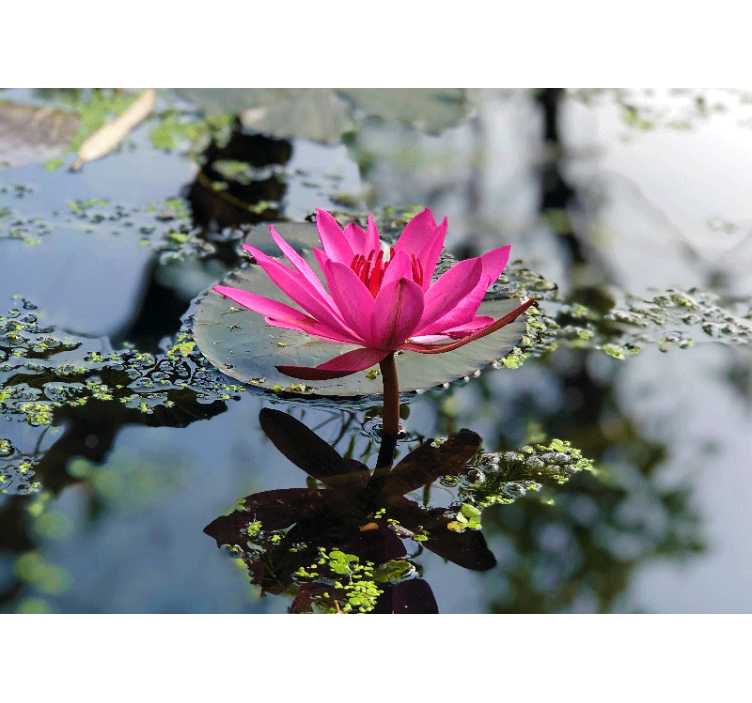 Elegantti vaaleanpunainen lootus unikko valokuvatapetti - Tenstickers