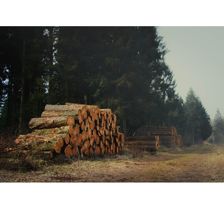 Puupinoja metsässä metsä valokuvatapetti - Tenstickers