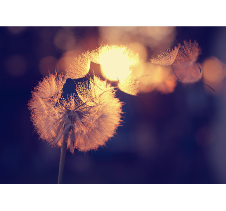 Voikukan höyhenpeite unikko valokuvatapetti - Tenstickers