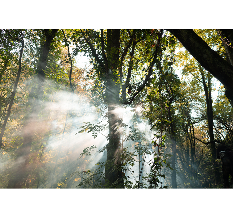 Rauhaisa metsäinen tunnelma metsä valokuvatapetti - Tenstickers