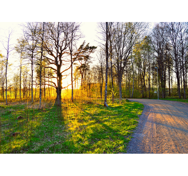 Aurinkoinen metsäpolku luonto valokuvatapetti - Tenstickers