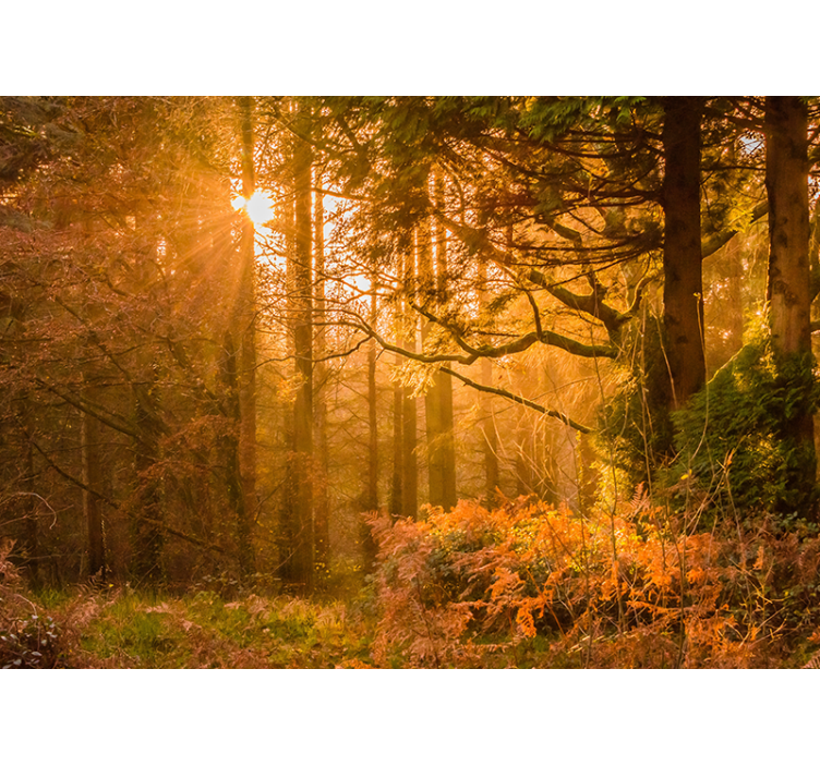 Vanha syksy puu auringonvalolla valokuvatapetti metsä - Tenstickers