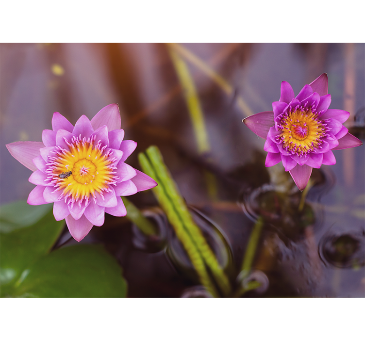 Vaaleanpunainen / violetti lootus Muut kukat valokuvatapetti - Tenstickers