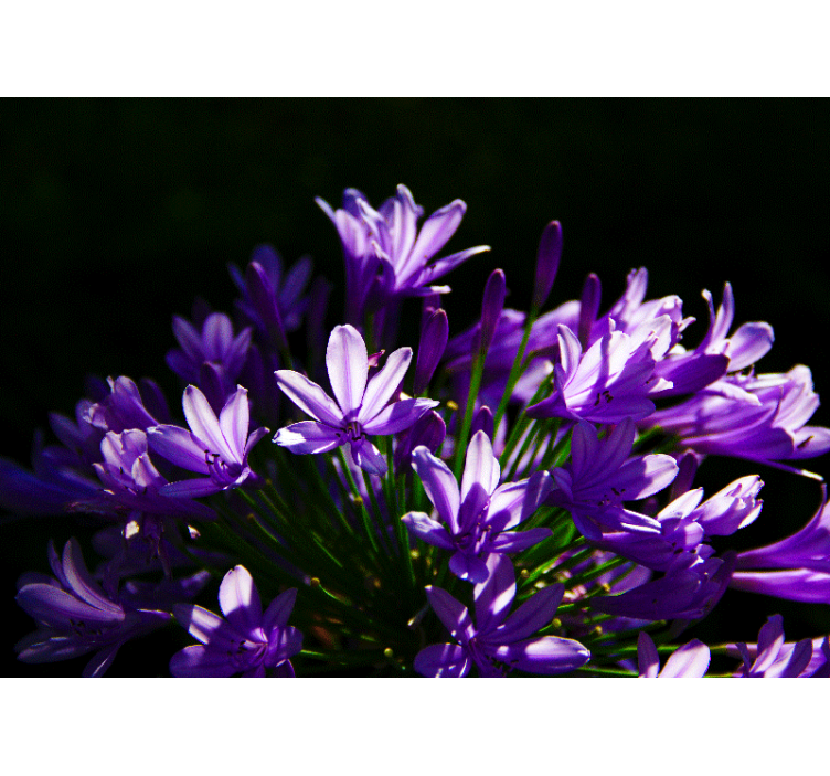 Violetit kukat keittiö valokuvatapetti - Tenstickers