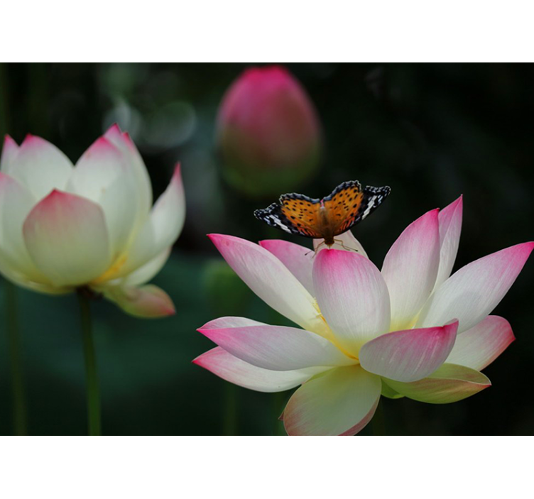 Elegantti lootuskukka kukka valokuvatapetti - Tenstickers