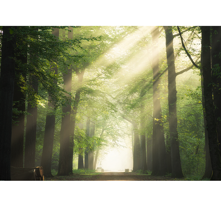 Säteilevät vihreät metsät valokuvatapetti - Tenstickers