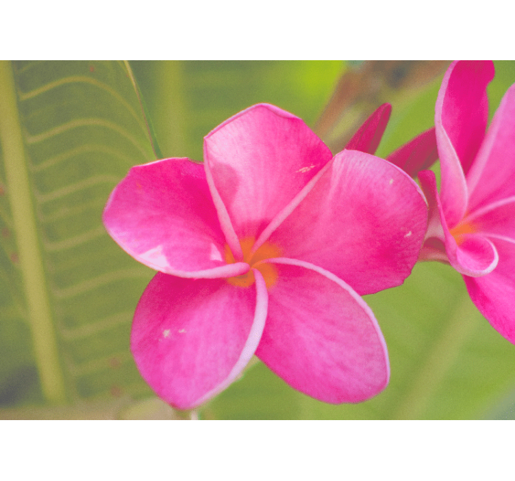 Vaaleanpunainen kukkakoristevalokuvatapetti - Tenstickers