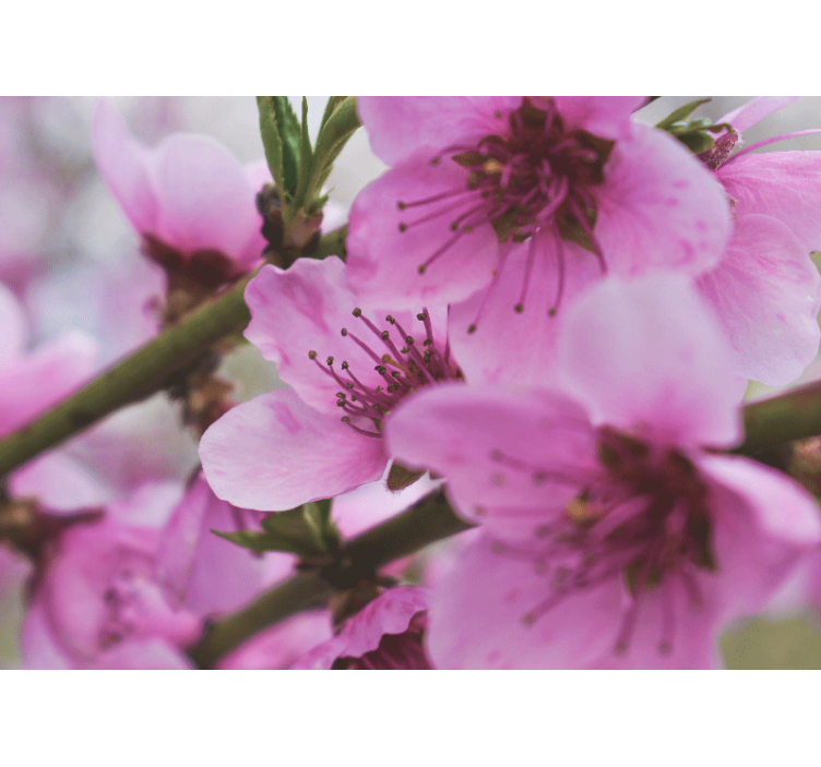 Kauniit vaaleanpunaiset kukat Muut kukat valokuvatapetti - Tenstickers