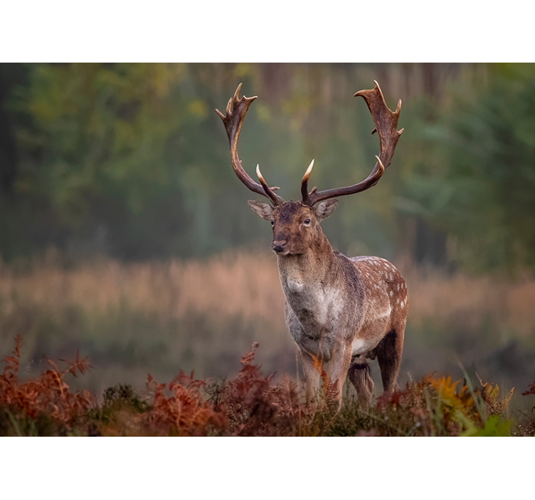 Majesteettinen hirven läsnäolo eläin valokuvatapetti - Tenstickers