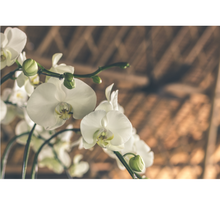 Elegantti orkideakukkien valokuvatapetti - Tenstickers