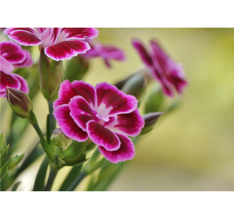 Kukkien ilo unikko valokuvatapetti - Tenstickers