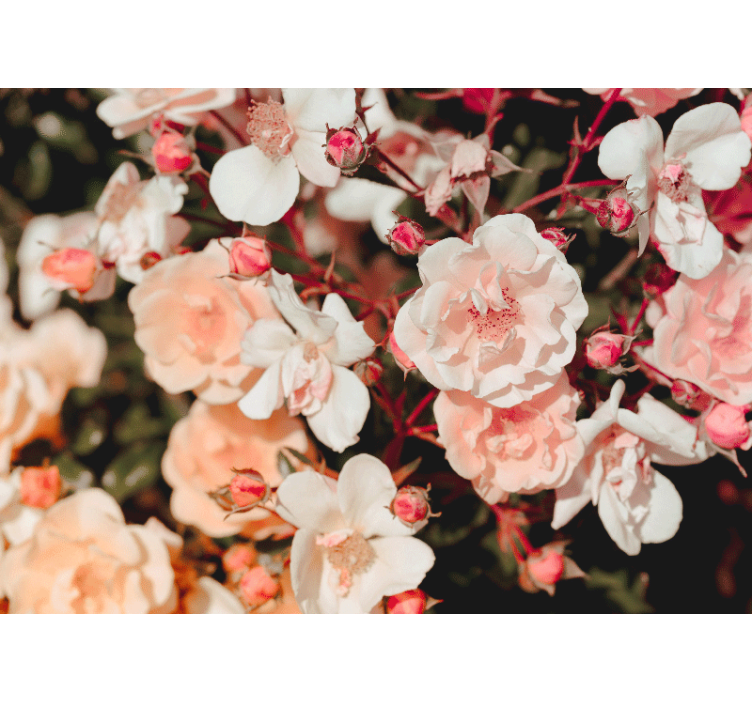 Kukka valokuvatapetti kukoistavat ruusunteräleet - Tenstickers