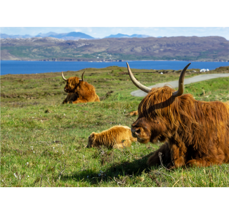 Luonto valokuvatapetti highlandin karjan laiduntaminen - Tenstickers