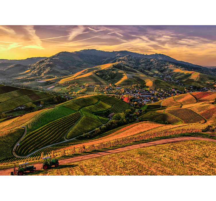 Rehevä viinitarhanäkymä maisema valokuvatapetti - Tenstickers