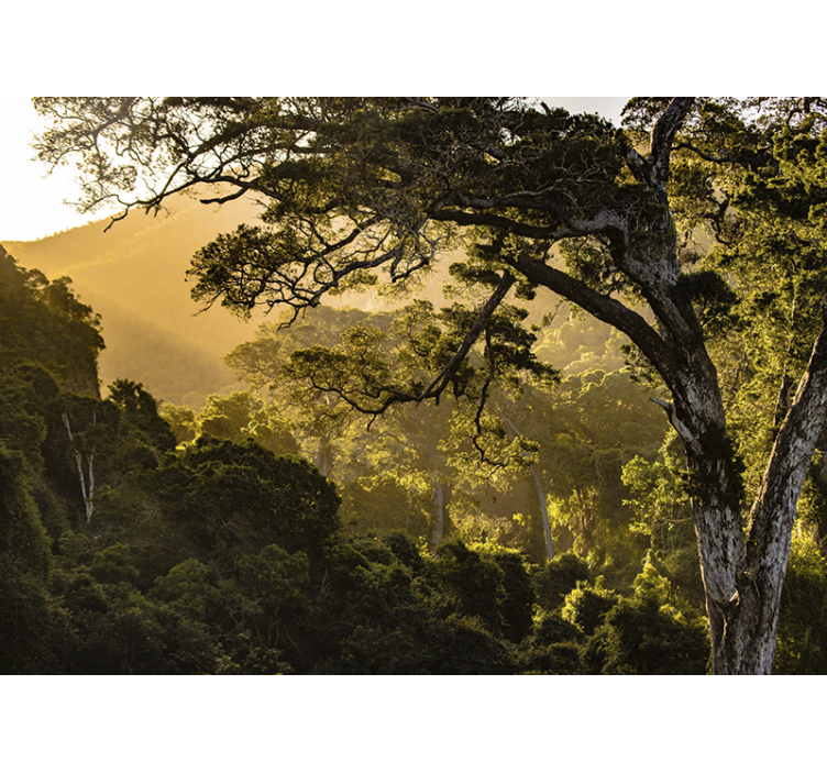 Auringonvalo puiden lehdillä valokuvatapetti metsä - Tenstickers