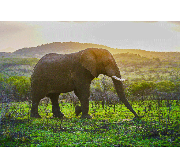 Majesteettinen elefanttinäyttämö eläin valokuvatapetti - Tenstickers