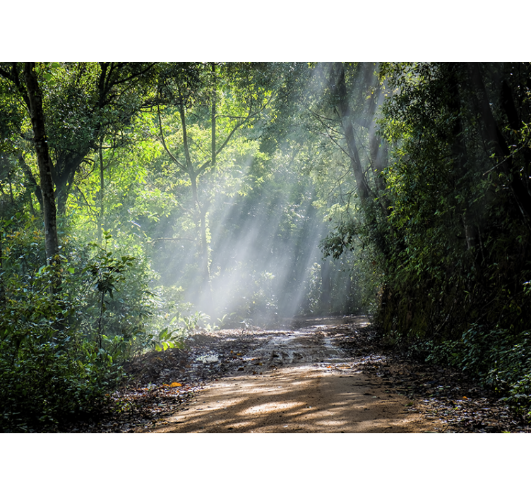 Kirkas metsäpolku valokuvatapetti - Tenstickers