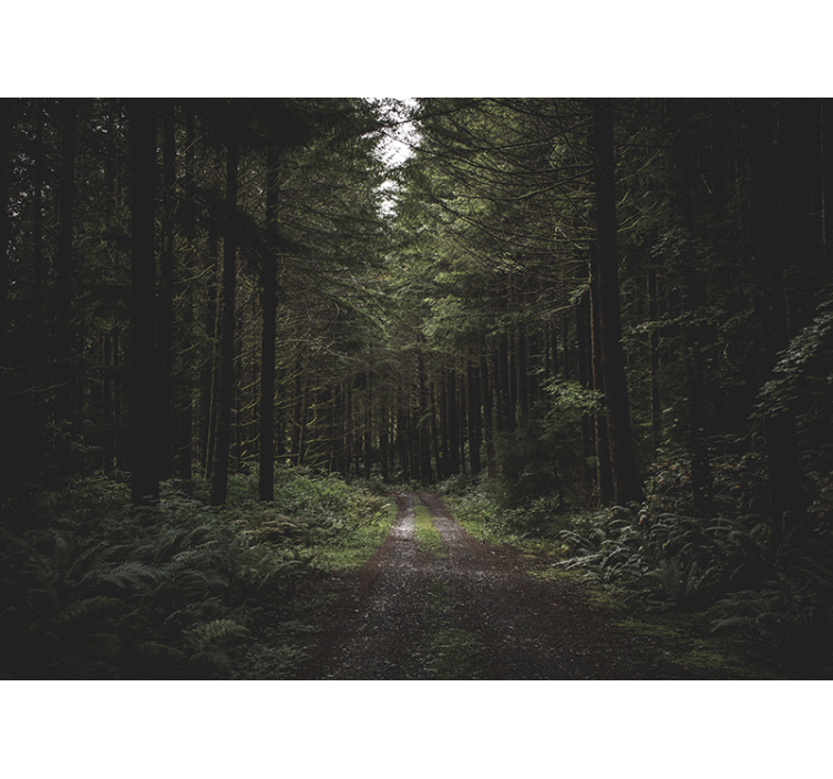 Katu pimeän metsän läpi valokuvatapetti metsä - Tenstickers