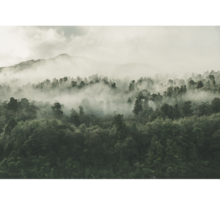 Metsä sumussa ylhäältä valokuvatapetti metsä - Tenstickers