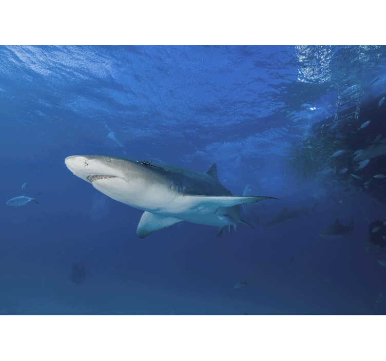 Majesteettinen hain tutkimus eläin valokuvatapetti - Tenstickers